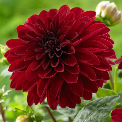 LPR DAHLIA Seed(20 per packet)