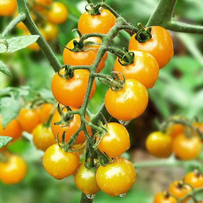 seedargo Seedargo Best Quality Hybride YelloweTomato Seed Seed(50 per packet)