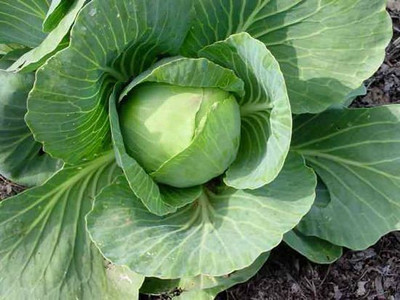 CYBEXIS Pusa Drumhead Cabbage500 Seeds Seed(500 per packet)