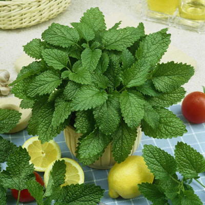 Qualtivate GBPT-2A Lemon Balm Herb Seed Seed(200 per packet)