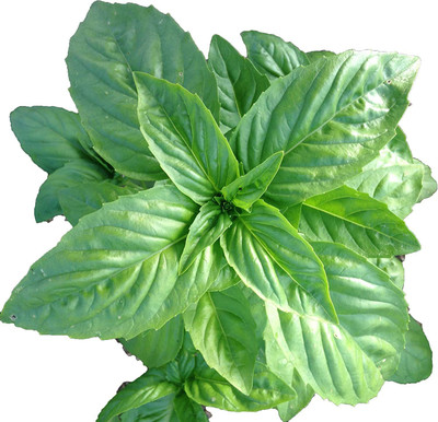 VibeX XLL-86 - Sweet Basil Genovese - (1500 Seeds) Seed(1500 per packet)