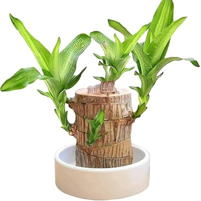 ibains Brazilian lucky wood tree 1 PC Seed(24 per packet)