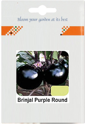 CYBEXIS Brinjal Purple Round2400 Seeds Seed(2400 per packet)