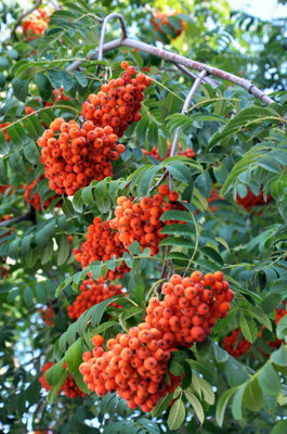 MAA LITCHI,LICHEE,LYCHEE Seed(10 per packet)
