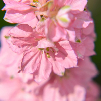 Biosnyg Delphinium Magic Fountain Series Flower -Cherry Blossom-[250 Seeds] Seed(250 per packet)