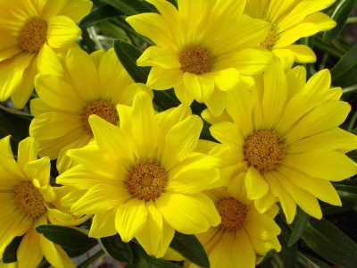 INTRA Gazania Trailing Green Leaf Armstrong Gold Seed(100 per packet)