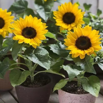 Aro Miniature sun flower Seed(115 per packet)