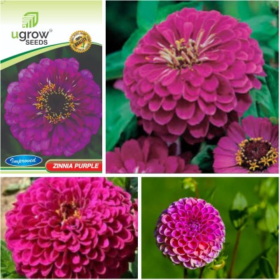 U-GROW INDIA UGROW INIDA VIBRANT PURPLE BLOOMZINNIA FLOWERS ZINNIA PLANT & SEEDS Seed(40 per packet)