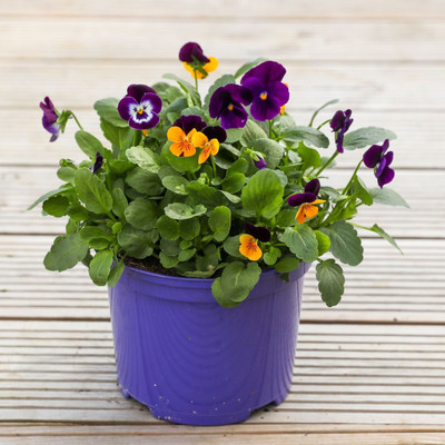Flipkart SmartBuy Exotic Viola Flower Mix Seed(20 per packet)