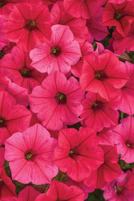 WHADE Red Paradise Petunia hybrid Seed(70 per packet)