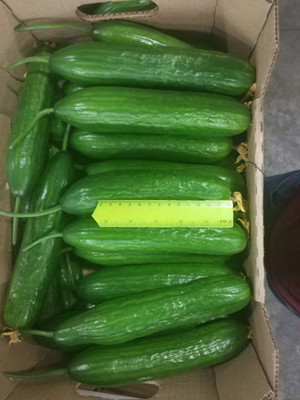 VibeX XLL-52 - Rare Cucumber Emelya Giant Long - (150 Seeds) Seed(150 per packet)
