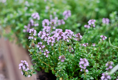Earth Hopper 100+ SEEDS- Organic Thyme Seeds For Planting - Non-GMO - Heirloom Thyme Seed(100 per packet)