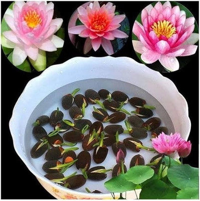 LBS FARMING Lotus. Lily. Kamal flower seeds ( 21 per packet) Seed(21 per packet)