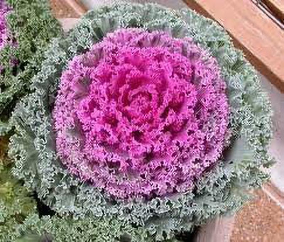 KANAYA Imported Ornamental Kale Flower Seed(20 per packet)