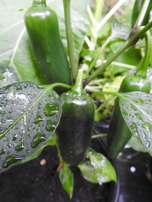 Biosnyg F1 Hybrid Jalapeno Hot Chilli Seeds for Home Gardening-(4000 Seeds) Seed(4000 per packet)