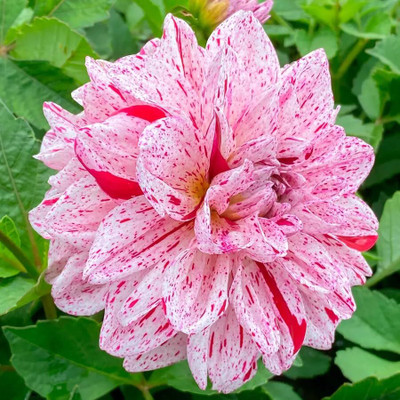 Lorvox Dahlia Seed(30 per packet)