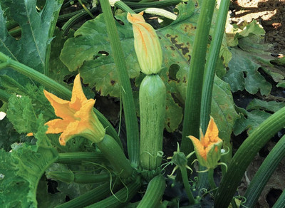 WILLVINE Zucchini 1 Packet-[20 Seeds] Seed(20 per packet)