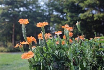 SENECIO kanakambaram-firecracker-crossandra Seed(28 per packet)