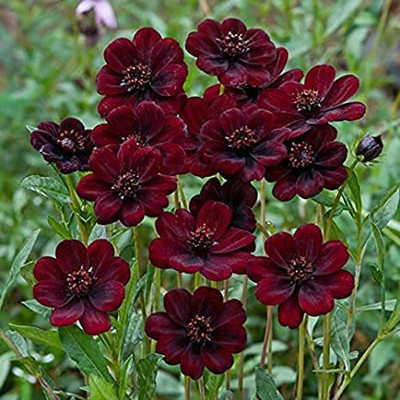 VibeX VXI-36 - Cosmos Flower F1 Hybrid - (30 Seeds) Seed(30 per packet)