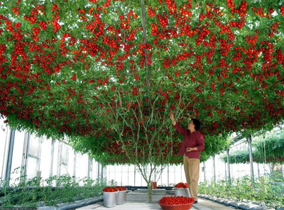 LPR TOMATO SEEDS Seed(100 per packet)