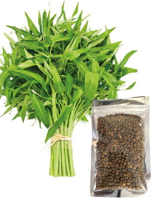 BDSresolve Water Spinach Seeds For Gardan Home Seed(20 per packet)