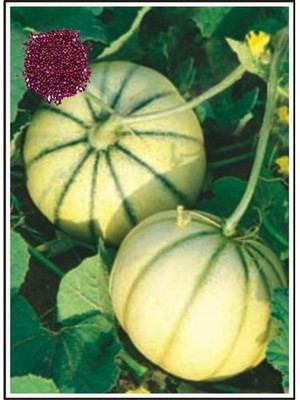 VibeX KGF -3 - Hara Madhu Kharbuj / Musk Melon - (150 Seeds) Seed(150 per packet)
