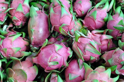 Oliver hybrid dragon fruit seed Seed(16 per packet)