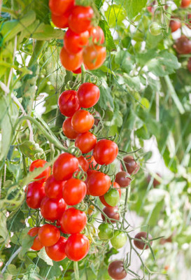 VKT tomato Seed(25 per packet)
