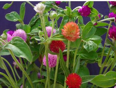 Quentova Gomphrena Choice Mixed-HQL-4C Seed(300 per packet)