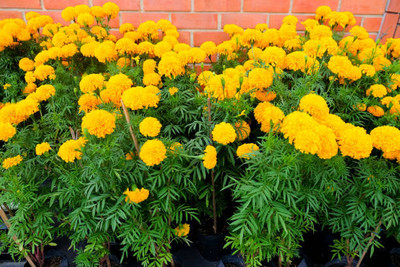 Bahan marigold/gende ka phool flower seeds Seed(75 per packet)