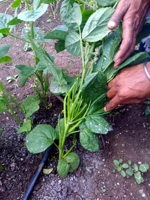 XOLDAA CLUSTER BEANS SEEDS Seed(15 per packet)