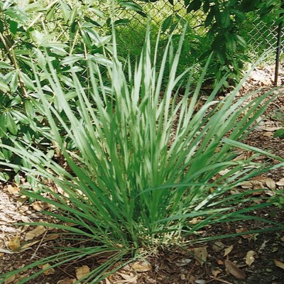 Qualtivate LXI-4 Non-GMO Lemongrass Herbs Seeds Seed(500 per packet)