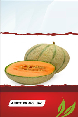 CYBEXIS VXI-70 - Open Pollinated Musk Melon - (1350 Seeds) Seed(1350 per packet)