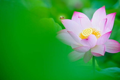 KANAYA Lotus Seed(10 per packet)