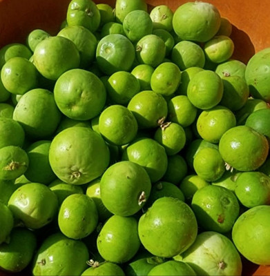 Farmonix Org_218_Apple Gourd Seeds Seed(150 per packet)
