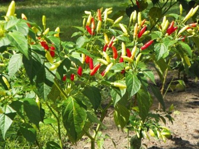 Qualtivate GBPT-5A Firecracker Hot Long Thin Chilli Seed(300 per packet)