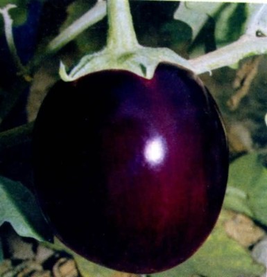 XOLDA Organic brinjal Seed(37 per packet)