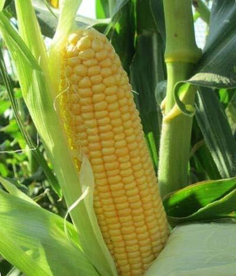 Qualtivate PUA-6A Sweet Corn Organic F1 Hybrid Seeds Seed(400 per packet)