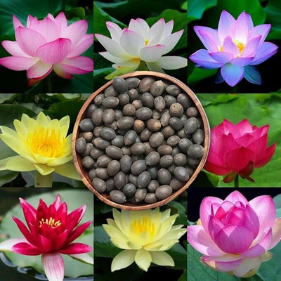 LPR LOTUS ,KAMAL GATTA Seed(20 per packet)