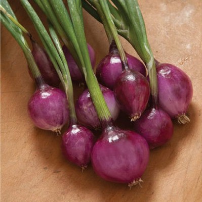 Qualtivate HYB-9A Onion Long-Day Purplette (Purple) Seed(500 per packet)