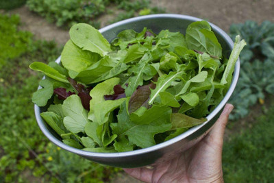 CYBEXIS KGF -3 - Arugula (Slow Bolt) - (750 Seeds) Seed(750 per packet)