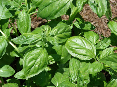 Qualtivate GUA-11 MARSEILLAIS DWARF BASIL Seed(1000 per packet)