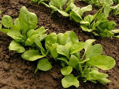 Aywal Palak Spinach Seed(450 per packet)