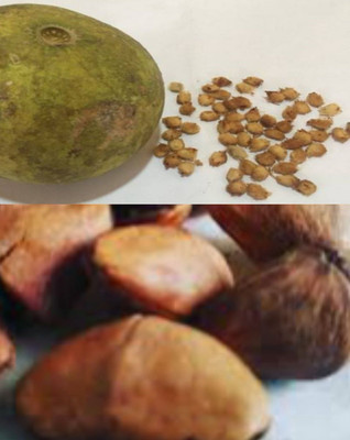 VINAYAK TRADERS Bel Tree Bilva Patra & Kaner Flower Plant Seeds 63pcs each Seed(63 per packet)