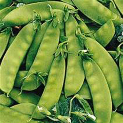 Qualtivate GBPT-6A Snow Pea, Oregon Sugar Pod Peas Seed(200 per packet)