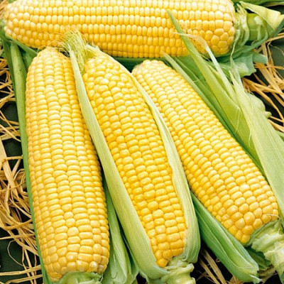Biosnyg Sweet Sugar Corn Seeds-100 Seeds/10gm Seed(100 per packet)