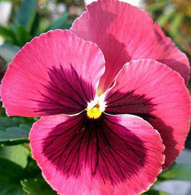 ACCELCROP Pansy Flower Seeds Hybrid double Colors F1 Hybrid Flower Seed(70 per packet)