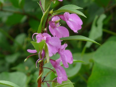 VibeX GUA-15 - Himalayan Balsam Plant - (270 Seeds) Seed(270 per packet)