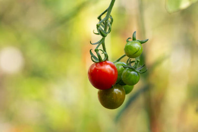 Farmhook tomato Seed(90 per packet)