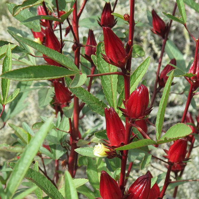 VibeX Hibiscus Seed(500 per packet)